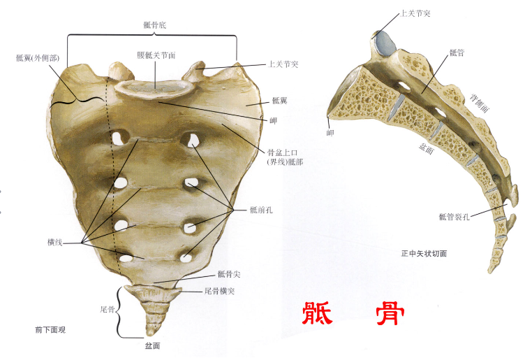 邵陽創(chuàng)傷骨科,邵陽風(fēng)濕病區(qū),邵陽骨質(zhì)增生,邵陽關(guān)節(jié)病區(qū),邵陽頸椎病區(qū)